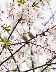 Cherry trees and Birds