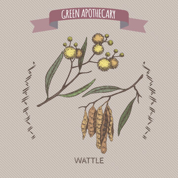 Wattle aka Acacia murrayana color sketch. Green apothecary series.
