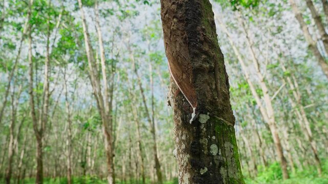 Raw latex dripping from rubber trees. Natural latex dripping from rubber trees