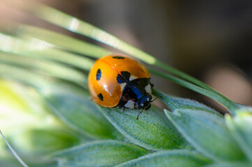 Bright ladybug crawls delicately over a green leaf in the early morning sunlight