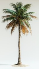 Single Palm Tree in Tropical Setting