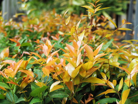 Australian Rose Apple has brown-red young leaves. Leaves are lanceolate and tips tapered and pointed. Pucuk Merah trees(Brush Cherry, Creek Lilly Pilly, Creek Satinash) shrubs that popularly planted. 