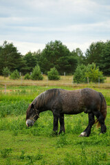Obraz premium Brown horse eating grass on the green meadow summer.