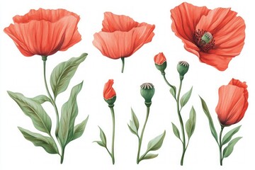 Obraz premium Watercolor illustration of blooming red poppy flowers and buds with green leaves, vintage botanical style