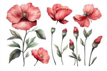 Watercolor illustration of red poppy flowers and buds with soft green leaves in vintage botanical style