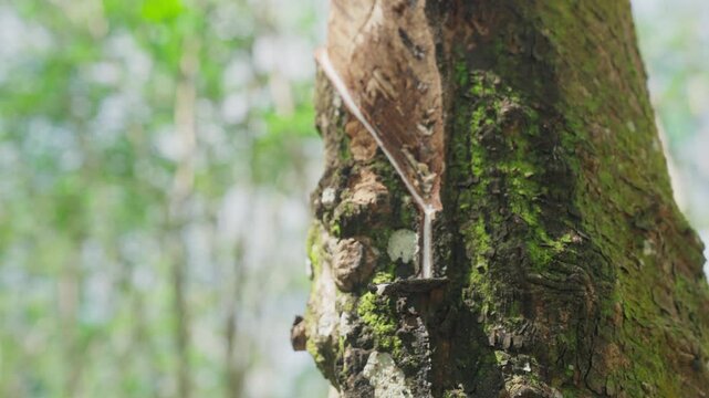 Raw latex dripping from rubber trees. Natural latex dripping from rubber trees