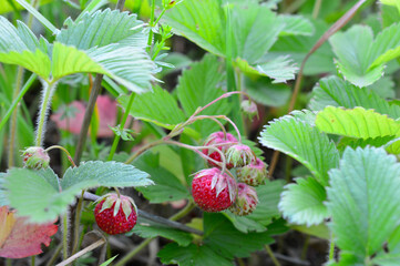 Close-up of ripe wild strawberries with green leaves on the meadow