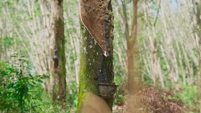 Raw latex dripping from rubber trees. Natural latex dripping from rubber trees