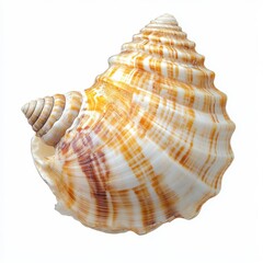 Obraz premium Spiral Shell with Orange and White Patterns Against a White Background