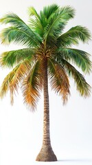 Obraz premium Majestic Coconut Palm Tree Against a White Background