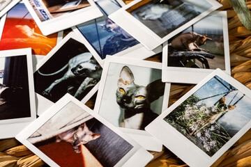 Collection of cat photographs displayed artistically on a table