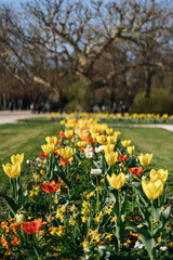 Fototapeta premium Springtime blooms in a vibrant garden filled with colorful flowers