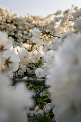 Blooming white flowers create a serene atmosphere in a spring garden