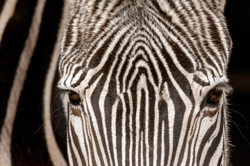 The intense gaze of a zebra