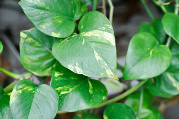 Devils Ivy, Golden Pothos or Hunters Robe or Epipremnum aureum or Araceae