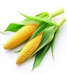 Fresh Corn on the Cob with Green Leaves Isolated on White Background