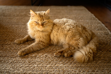 Feline lounging comfortably on a textured rug in soft lighting