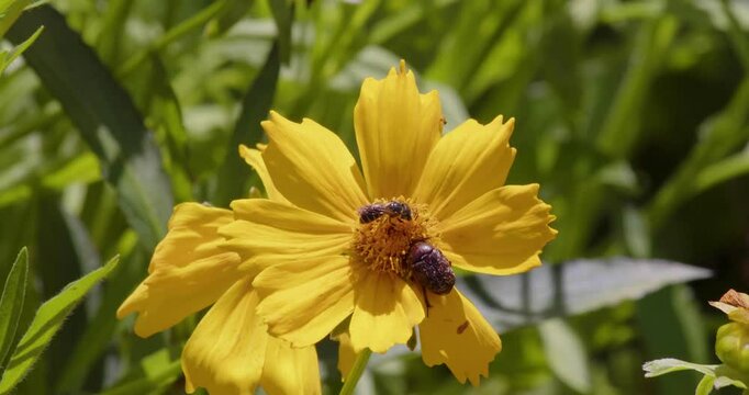 Pollinators descend on a yellow flower and collect pollen.  Allergy season in the spring.  Bee, Beetle and Ant working on a flower.
