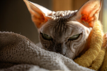 Unique sphynx cat resting with intense gaze in cozy setting