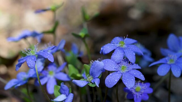 beautiful spring flowers Hepatica nobilis