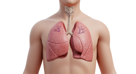 Isolated Human Lungs and Trachea