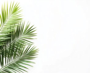 Obraz premium Fresh Green Palm Leaves on Clean White Background for Nature Theme