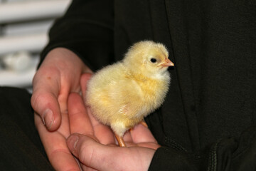 Frisch geschlüpftes Hühner Küken mit Eizahn auf der Hand.