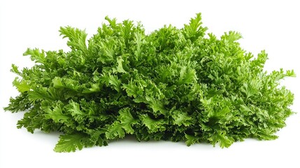 Fototapeta premium Peacock Fern (Selaginella willdenowii) isolated on white background