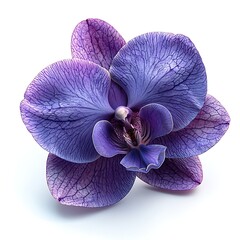 orchid isolated on white