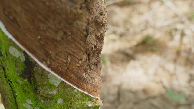 Raw latex dripping from rubber trees. Natural latex dripping from rubber trees