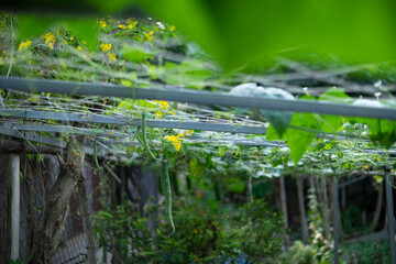 As the vines grow, Luffa cylindrica require sturdy support structures, such as trellises or fences....