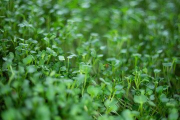 cholesterol levels.

Antioxidants: Sprouts are packed with antioxidants, including phenolic compounds, flavonoids, and carotenoids. Antioxidants protect cells against damage caused by free radicals, r