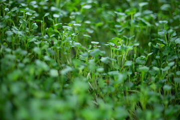 Fototapeta premium cholesterol levels.Antioxidants: Sprouts are packed with antioxidants, including phenolic compounds, flavonoids, and carotenoids. Antioxidants protect cells against damage caused by free radicals, r