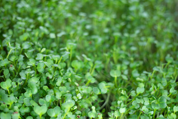 Obraz premium cholesterol levels.Antioxidants: Sprouts are packed with antioxidants, including phenolic compounds, flavonoids, and carotenoids. Antioxidants protect cells against damage caused by free radicals, r