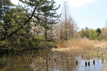 善福寺公園