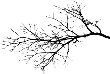 Fototapeta premium Detailed Silhouette of a Tree Branch Against Transparent Backdrop