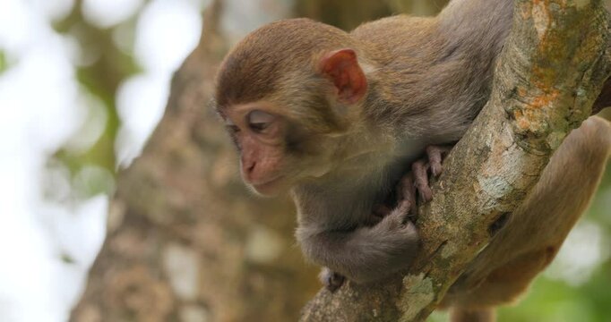 Macaques in nature. Macaques constitute a genus (Macaca) of gregarious monkeys. Macaques are found in a variety of habitats throughout the Asian continent and are highly adaptable.