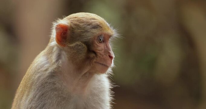 Macaques in nature. Macaques constitute a genus (Macaca) of gregarious monkeys. Macaques are found in a variety of habitats throughout the Asian continent and are highly adaptable.