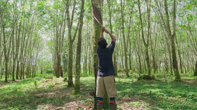 Indonesian farmers are working on the rubber tree plantation. Farmers are tapping rubber tree by making incisions on the tree bark