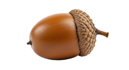 Isolated Detailed Acorn with Textured Cap and Smooth Shell