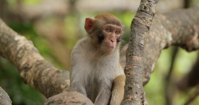 Macaques in nature. Macaques constitute a genus (Macaca) of gregarious monkeys. Macaques are found in a variety of habitats throughout the Asian continent and are highly adaptable.