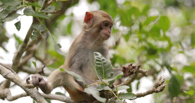 Macaques in nature. Macaques constitute a genus (Macaca) of gregarious monkeys. Macaques are found in a variety of habitats throughout the Asian continent and are highly adaptable.
