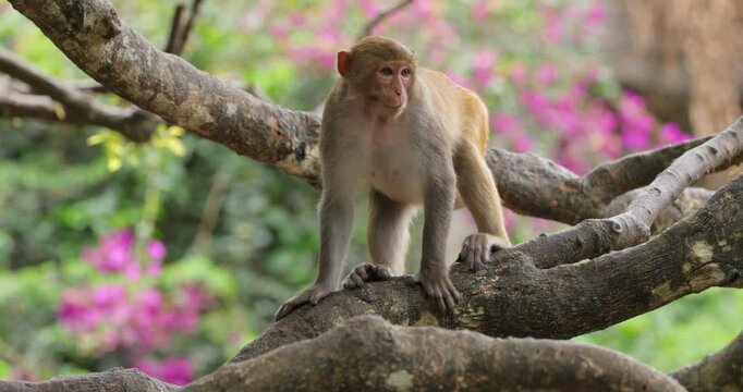 Macaques in nature. Macaques constitute a genus (Macaca) of gregarious monkeys. Macaques are found in a variety of habitats throughout the Asian continent and are highly adaptable.