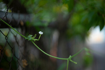 Graceful Petals in Natural Morning Light, Minimalist Nature Photography of a Bloom, Whisper of...