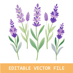 Watercolor illustration of lavender flowers in different stages of bloom, isolated on a white background.