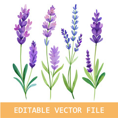 Naklejka premium Set of collection lavender objects isolated on a transparent background, blades of grass and flowers in watercolor style