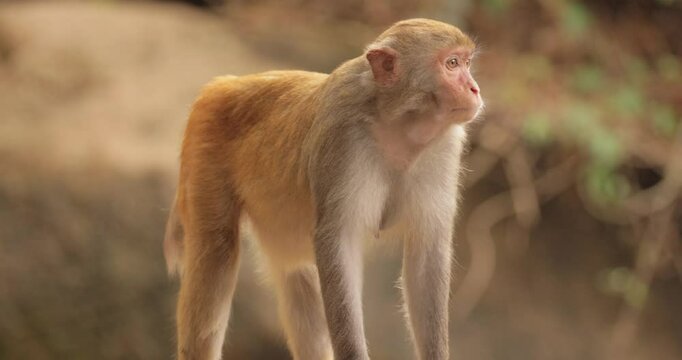 Macaques in nature. Macaques constitute a genus (Macaca) of gregarious monkeys. Macaques are found in a variety of habitats throughout the Asian continent and are highly adaptable.