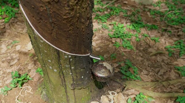 Raw latex dripping from rubber trees. Natural latex dripping from rubber trees