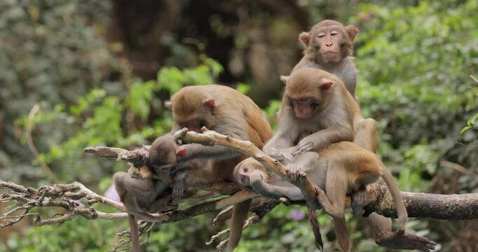 Macaques in nature. Macaques constitute a genus (Macaca) of gregarious monkeys. Macaques are found in a variety of habitats throughout the Asian continent and are highly adaptable.