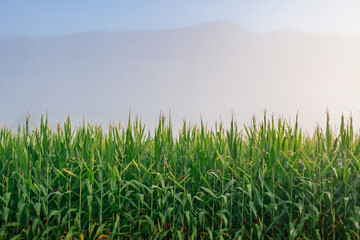 Obraz premium Rural scene depicting a cornfield on a foggy morning.